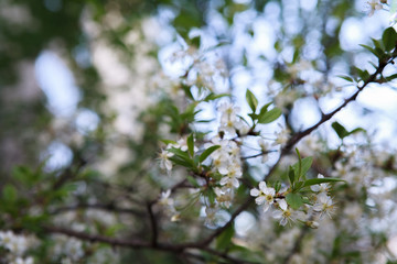 цветущая вишня,blooming cherry,