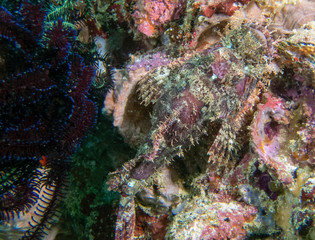A Tassled Scorpionfish (Scorpaenopsis oxycephala)