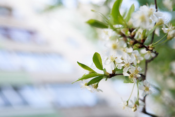 цветущая вишня,blooming cherry,