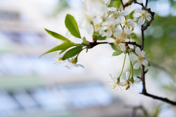 цветущая вишня,blooming cherry,