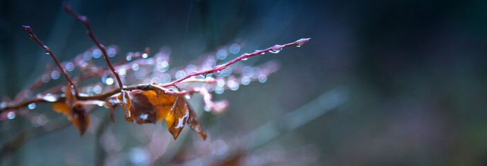 Beautiful dew and rain cling to a young tree branch in nature.