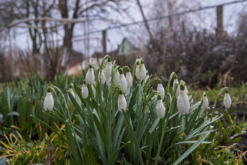 Obraz premium Spring. Primroses in the garden after the rain.