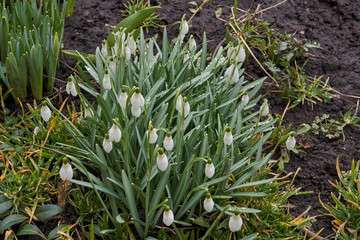 Obraz premium Spring. Primroses in the garden after the rain.