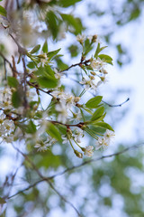 цветущая вишня,blooming cherry,