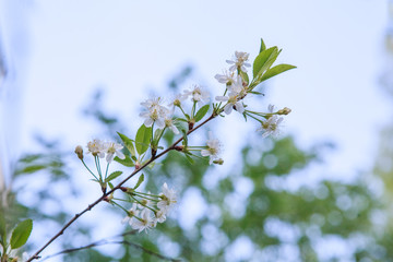 цветущая вишня,blooming cherry,