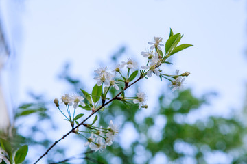 цветущая вишня,blooming cherry,