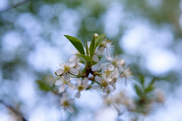 цветущая вишня,blooming cherry,