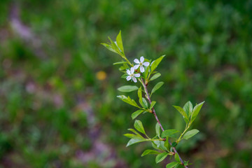 цветущая вишня,blooming cherry,
