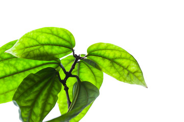 Green leaves isolated on white background, close-up