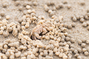 Sand bubbler crab sitting at wet sand