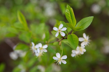 цветущая вишня,blooming cherry,