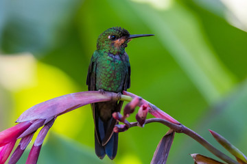 Green Violet-ear (Colibri thalassinus) hummingbird in flight isolated on a green background in Costa Rica