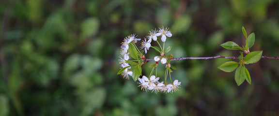 цветущая вишня,blooming cherry,