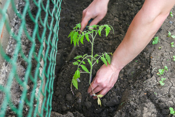 farmer buries a tomato seedling in the garden in his garden bed. top view of a green tomato. a guy with a shovel in his hand