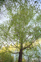 Fototapeta premium берёза,Birch tree,