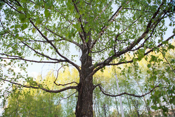 берёза,Birch tree,