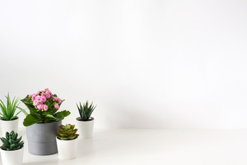 A group of potted plants against a white empty wall background. Copy space.