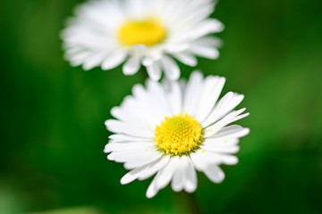 Fototapeta premium Gänseblümchen