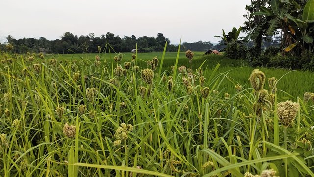 Finger Millet Tree