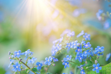 summer background with blue flowers forget me nots and the sun