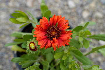 Close up of a Gaillardia flowering plant. Red, orange flowers. Top view.