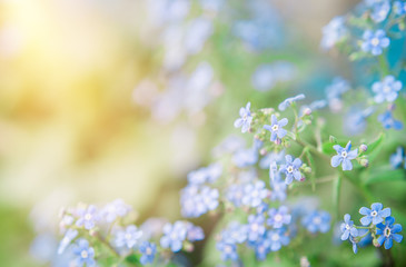 summer background with blue flowers forget me nots and the sun