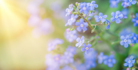 summer background with blue flowers