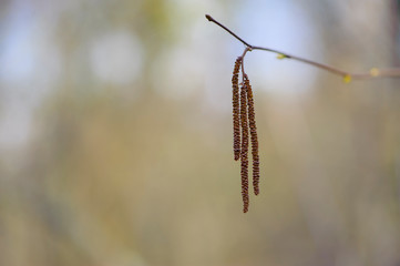 autumn buds on a birch twig