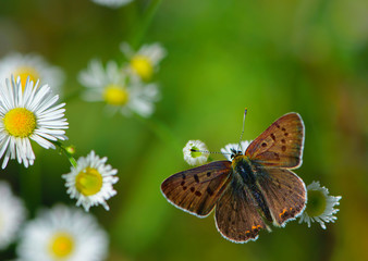 
butterfly sitting on a camomile