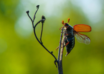 beetle takes off from a branch