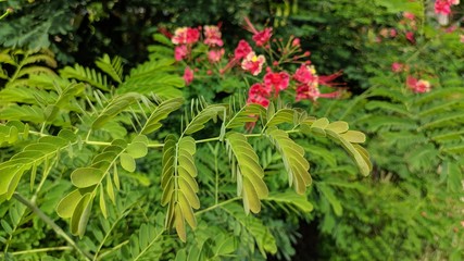 red flower in the garden