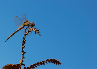 dragonfly sits on a dried plant