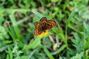 A butterfly named Melitaea phoebe,  is the largest Melitaea of the Old World, at least certain of its forms