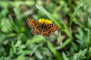 A butterfly named Melitaea phoebe,  is the largest Melitaea of the Old World, at least certain of its forms