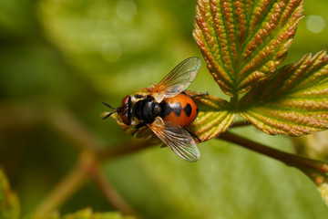 Small fly is Gymnosoma, macro. Gymnosoma is a genus of flies in the family Tachinidae   Top view.