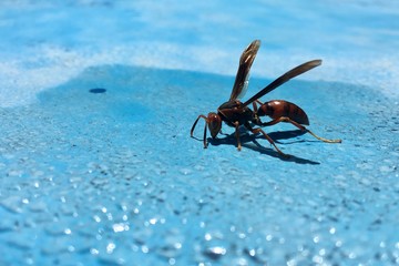 Red wasp on light blue wet surface, Insect isolated. Animal.