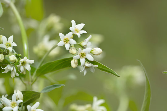 Close up of white swallow-wort ( Vincetoxicum hirundinaria). Place for text.