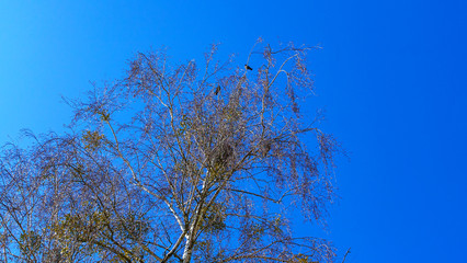 Leafless tree brunches on the classic blue sky background. Ecology landscape spring season.