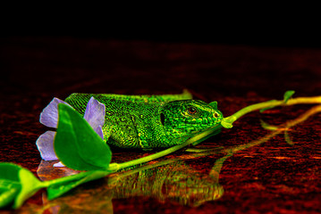 Green lizard on a flower against a dark background close-up