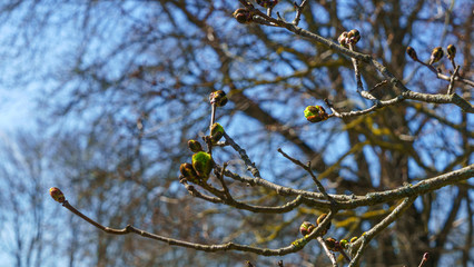 Defocused blurred photo. Natural background. First buds on a trees. Bokeh.
