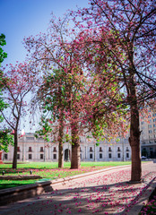 Vertical photo of trees with pink flowers falling to the ground with a historic building