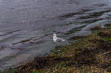 Seagull on the beach