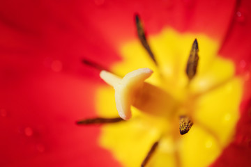 Stamens and pestle. Red tulip close-up. Detailed macro photo. The concept of a holiday, celebration, women's day, spring.