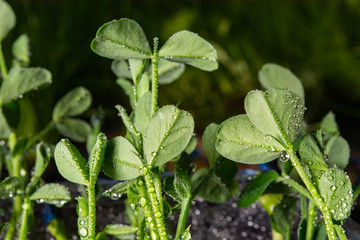 young pea sprout with dew drops on a field background