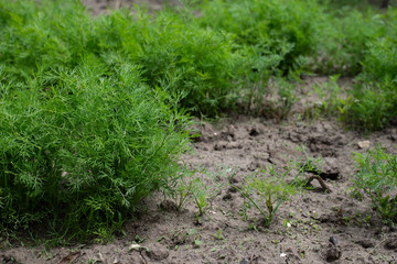 Green dill grows in a row in the garden, on the farm, in the greenhouse