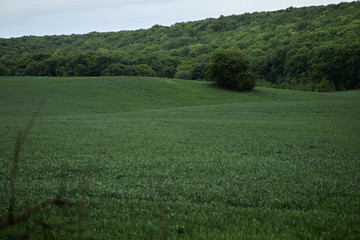 Obraz premium tree in a green field on the background of the forest. dark shadows