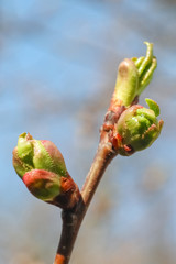 budding trees close up as background