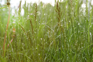 erba bagnata gocce acqua natura acqua vita 