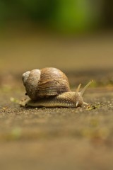 Nahaufnahme einer Weinbergschnecke auf einem Weg, Helix pomatia