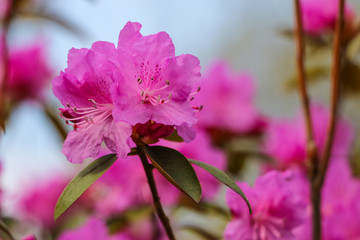 Beautiful pink Rhododendron in the garden. Selective focus.